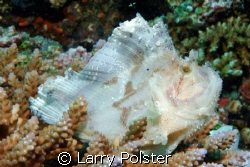White Leaf Fish, D70s, lens 70mm, twin Ikelite D125, ISO2... by Larry Polster 